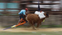 Pesona Karapan Sapi Madura: Sumenep Lestarikan Warisan Budaya