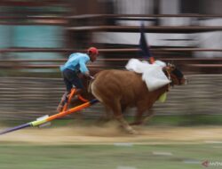 Pesona Karapan Sapi Madura: Sumenep Lestarikan Warisan Budaya
