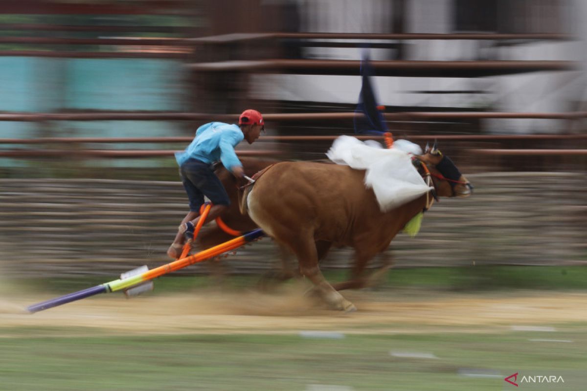 Sumenep Jaga Tradisi Unik: Karapan Sapi Madura Lestari