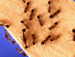 Restoran Michelin Seoul Bermasalah: Topping Semut Bikin Geger